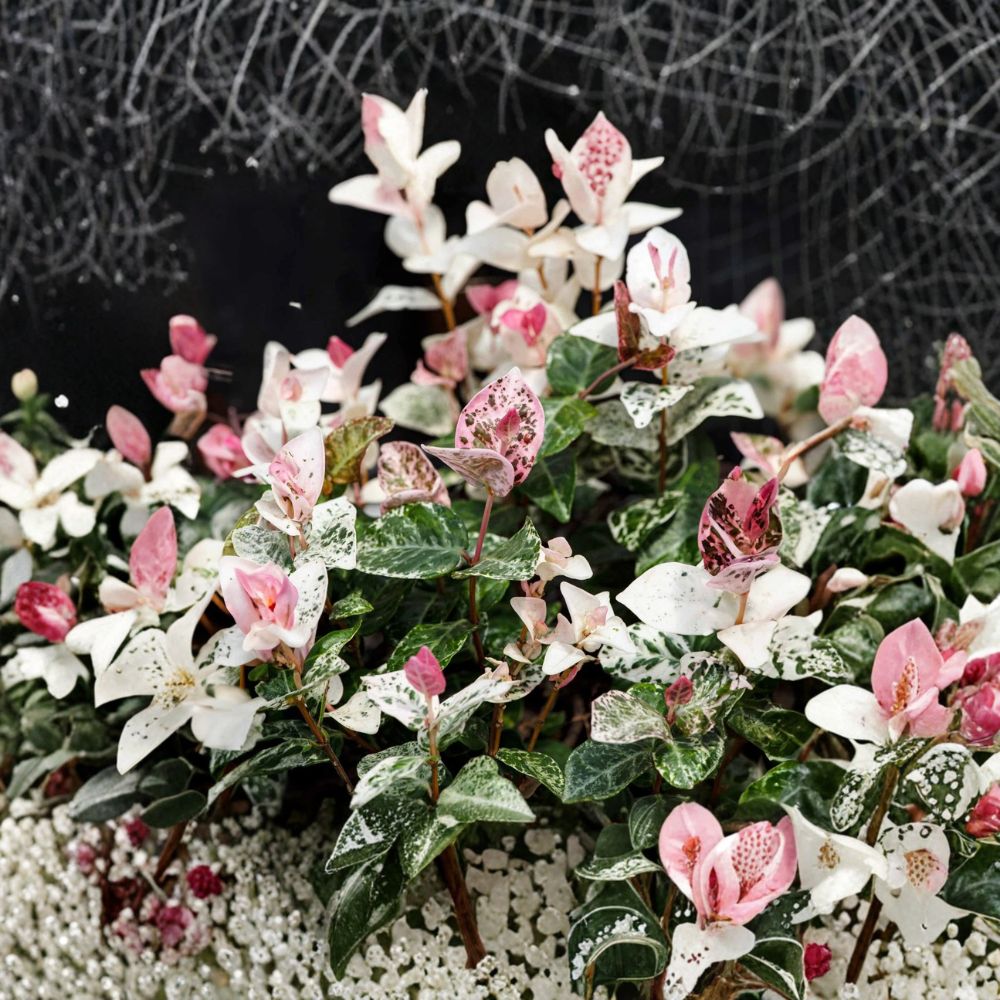 Snow-N-Summer Jasmine Seeds – Trachelospermum asiaticum 5 Pack | Variegated Hardy Vine | Fragrant White Flowers | Indoor Outdoor Growing
