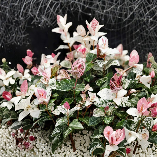 Snow-N-Summer Jasmine Seeds – Trachelospermum asiaticum 5 Pack | Variegated Hardy Vine | Fragrant White Flowers | Indoor Outdoor Growing