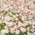 St. Ola Geranium Seeds – 25+ Premium Flower Seeds | Hardy Garden Blooms | Patio & Container Friendly | Easy to Grow