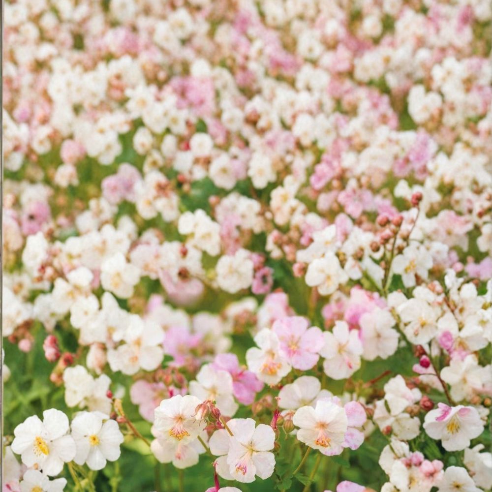 St. Ola Geranium Seeds – 25+ Premium Flower Seeds | Hardy Garden Blooms | Patio & Container Friendly | Easy to Grow