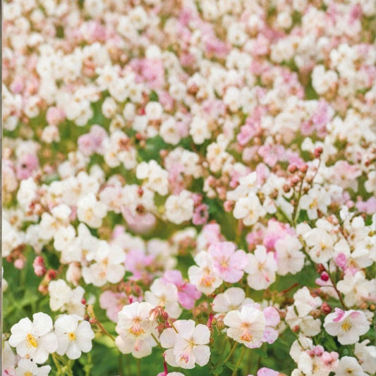 St. Ola Geranium Seeds – 25+ Premium Flower Seeds | Hardy Garden Blooms | Patio & Container Friendly | Easy to Grow