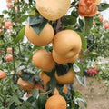 Akizuki Asian Pear Tree – Pyrus pyrifolia Live Plant | Autumn Moon Pear | 3–4 Ft Potted Grafted Tree | Sweet Crisp Japanese Pear | 秋月梨