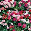 Maverick Mix Geranium Seeds – 25+ Premium Flower Seeds | Colorful Garden Blooms | Container & Hanging Basket Friendly | Easy to Grow