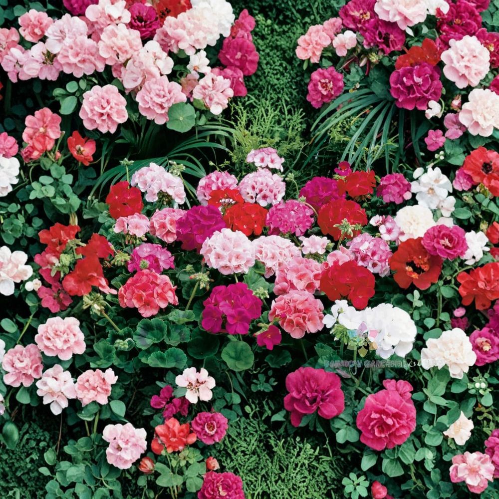 Maverick Mix Geranium Seeds – 25+ Premium Flower Seeds | Colorful Garden Blooms | Container & Hanging Basket Friendly | Easy to Grow