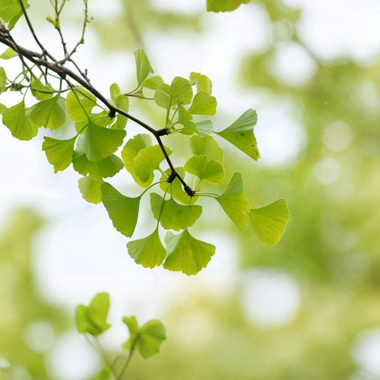Ginkgo Tree Live Plant 12–24 Inch – Ginkgo biloba Starter Tree | Fan-Shaped Leaves | Hardy Ornamental Tree | Potted Tree | Full Sun & Partial Shade