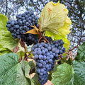 Thomcord Seedless Grape Plant – Vitis vinifera Live Vine | Sweet Blue Black Table Grapes | Concord Flavor Hybrid | Backyard Vineyard Plant