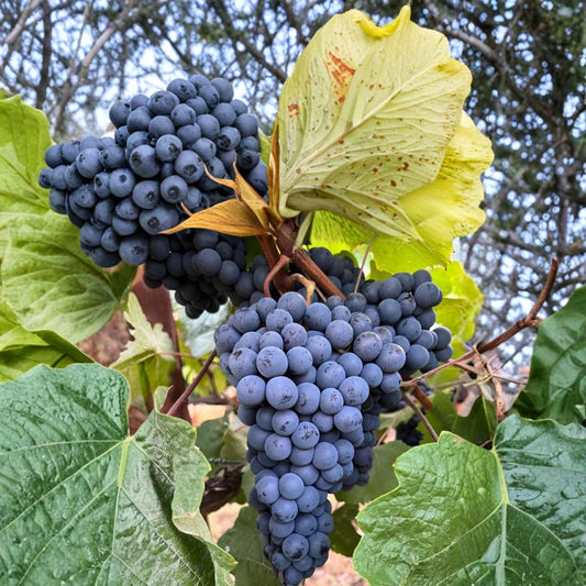 Thomcord Seedless Grape Plant – Vitis vinifera Live Vine | Sweet Blue Black Table Grapes | Concord Flavor Hybrid | Backyard Vineyard Plant