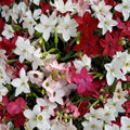 Nicotiana Sensation Mix Seeds – 1000 Pack | Jasmine Tobacco Fragrant Flowers | Mixed Colors Night Scented | Non-GMO Flower Seeds