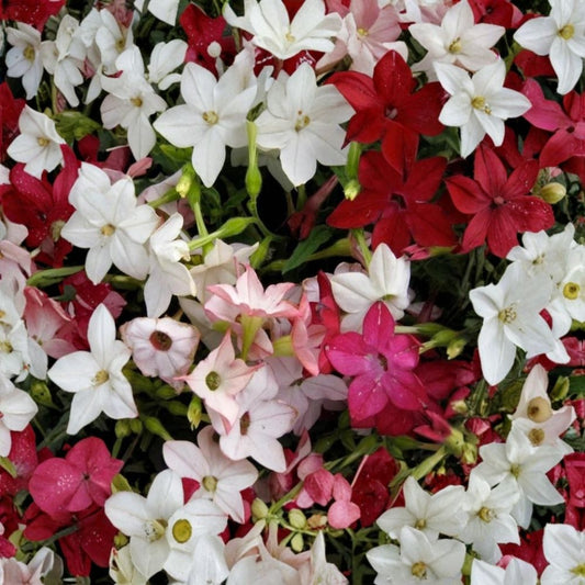 Nicotiana Sensation Mix Seeds – 1000 Pack | Jasmine Tobacco Fragrant Flowers | Mixed Colors Night Scented | Non-GMO Flower Seeds