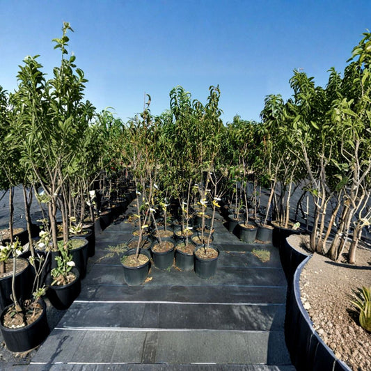 Flavortop Nectarine Tree – Live Fruit Tree | 4–6 Feet Tall | Sweet Freestone Nectarines | Self-Fertile Orchard Tree | Easy to Grow