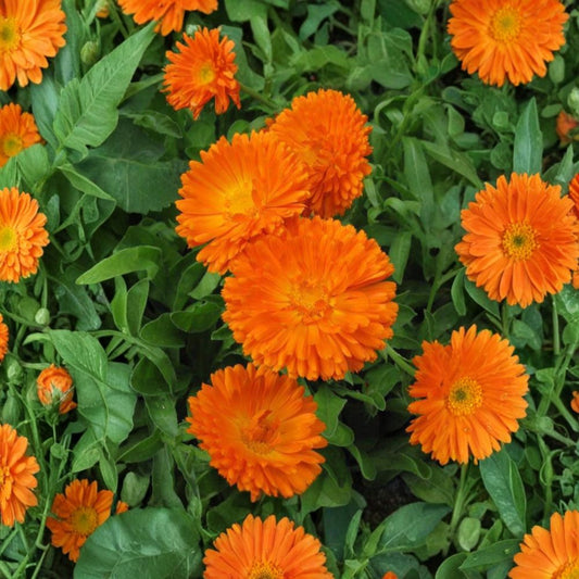Orange King Calendula Seeds – Calendula officinalis Heirloom Seeds | 30 Organic Non-GMO Seeds | Medicinal Pot Marigold | Bright Orange Flower