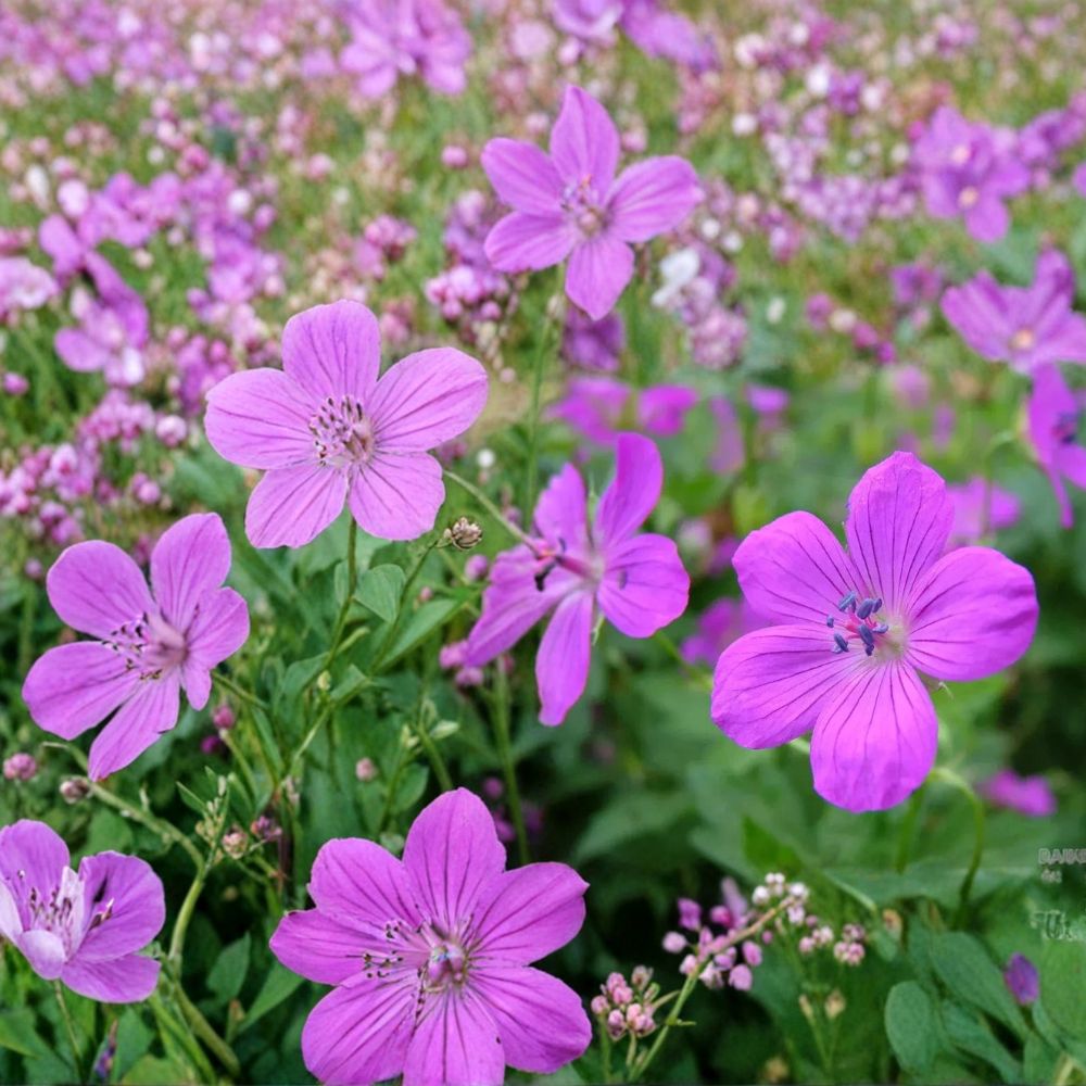 Danny Boy Geranium Seeds – 25+ Premium Pelargonium Flower Seeds | Vibrant Garden & Patio Blooms