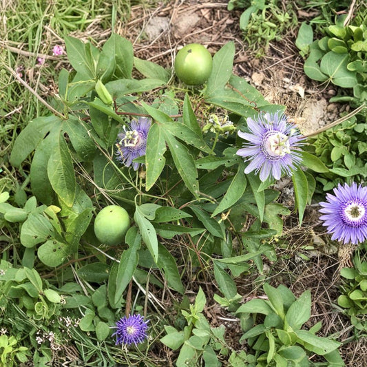 Purple Lavender Passion Flower Vine – Passiflora incarnata | 2 Live Plants | 8–10 Inches Tall | Bare Root | Maypop | Edible Fruit