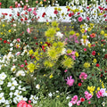 Green Chrysanthemum Plant – Large Bloom Mum Live Plant | 5 Inch Flowers | Potted Perennial Chrysanthemum | Unique Green Garden Flower | Fall Blooming Plant
