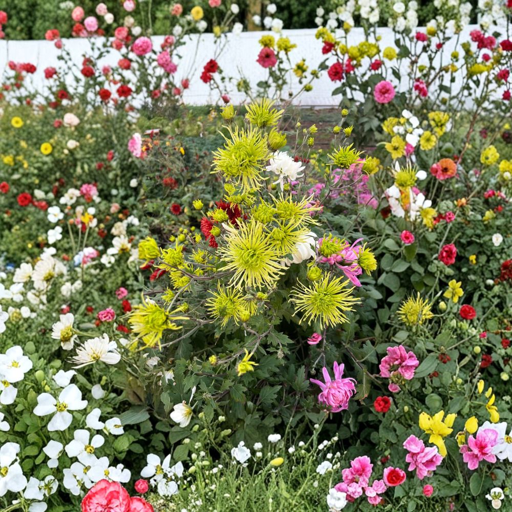 Green Chrysanthemum Plant – Large Bloom Mum Live Plant | 5 Inch Flowers | Potted Perennial Chrysanthemum | Unique Green Garden Flower | Fall Blooming Plant