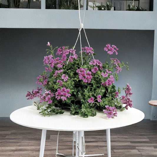 Tornado Rose Trailing Geranium Seeds – Pelargonium peltatum Flower Seeds | 15 Seeds Included | Ivy Leaf Rose Blooms | Hanging Basket Friendly | Easy to Grow