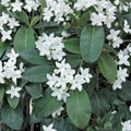 Madagascar Jasmine Plant – Stephanotis floribunda Live Starter | 2–8 Inch Tall in Pot | Fragrant Wax Flower Vine | Indoor Tropical Plant