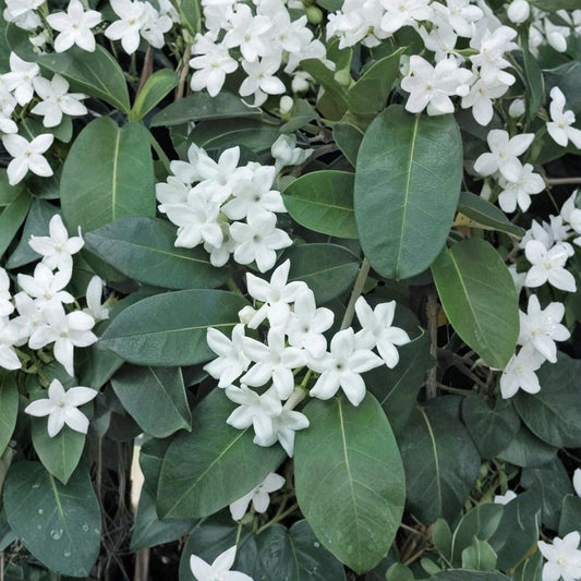 Madagascar Jasmine Plant – Stephanotis floribunda Live Starter | 2–8 Inch Tall in Pot | Fragrant Wax Flower Vine | Indoor Tropical Plant