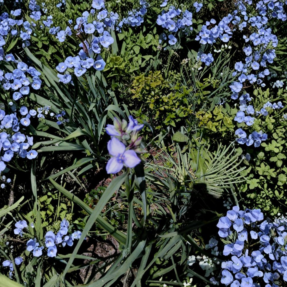 Spiderwort Purple Flower – Tradescantia Live Bare Root Rhizomes | Set of 10 | Hardy Perennial Pollinator Plants