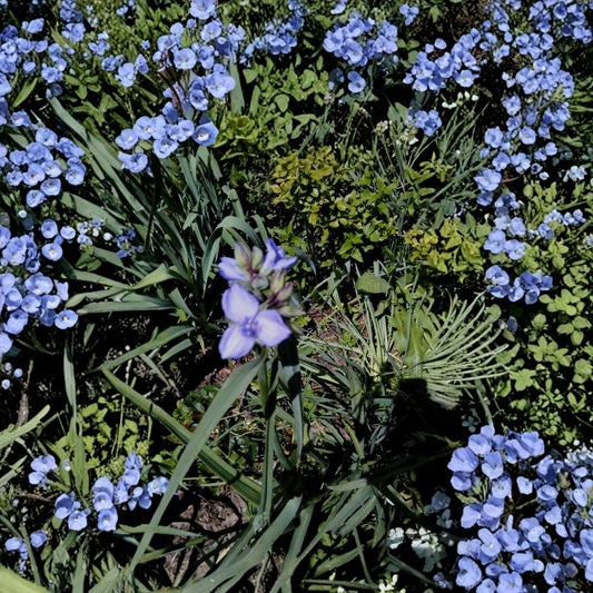 Spiderwort Purple Flower – Tradescantia Live Bare Root Rhizomes | Set of 10 | Hardy Perennial Pollinator Plants