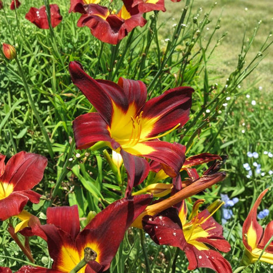 Ming Toy Daylily – Hemerocallis 'Ming Toy' Live Bare Root Plants | Set of 3 | Reblooming Perennial Flowers