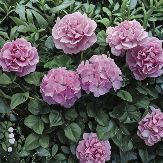 Maverick Quicksilver Geranium Seeds – 100 Pelargonium Seeds | Silvery Lavender Zonal Geranium Flowers