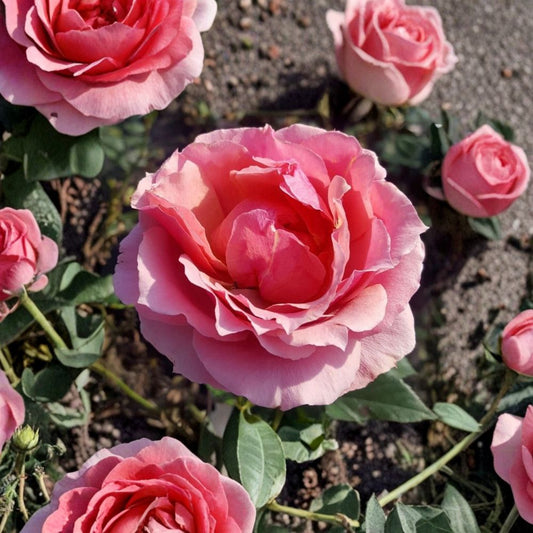 Princesse de Monaco Grandiflora Rose – Rosa Live Bush Plant | 3 Gallon Size | Pink Bi-Color Blooms | Elegant Grandiflora Rose | Garden & Landscape Favorite