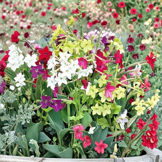Nicotiana Alata – Jasmine Tobacco Seeds Mix | 5,000+ Seeds | Fragrant Night Blooming Flowers | Sensation Mix | Bulk Flower Seeds