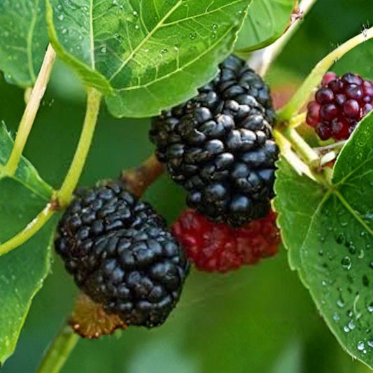 Dwarf Everbearing Mulberry Tree – Live Bare Root Starter Plant | 3–4 Inches Tall | Morus sp. | Self-Pollinating Fruit Tree