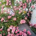 Rare Pink Flowering Geranium Live Plant – Hardy Rooted Pelargonium | Fast Growing Outdoor Blooming Plant