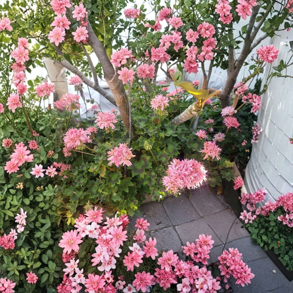 Rare Pink Flowering Geranium Live Plant – Hardy Rooted Pelargonium | Fast Growing Outdoor Blooming Plant