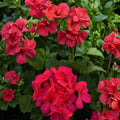 Presto Dark Fuchsia Geranium Seeds – Pelargonium Flower Seeds | 25+ Seeds Included | Bold Fuchsia Blooms | Patio & Container Friendly | Easy to Grow