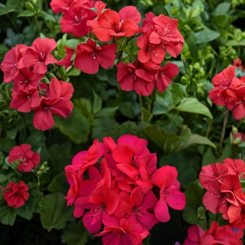 Presto Dark Fuchsia Geranium Seeds – Pelargonium Flower Seeds | 25+ Seeds Included | Bold Fuchsia Blooms | Patio & Container Friendly | Easy to Grow