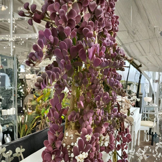 Trailing Jade – 6 Live Cuttings | 4–6 Inches | Senecio jacobsenii | Weeping Jade Succulent | Unrooted Cuttings | Hanging Basket Plant