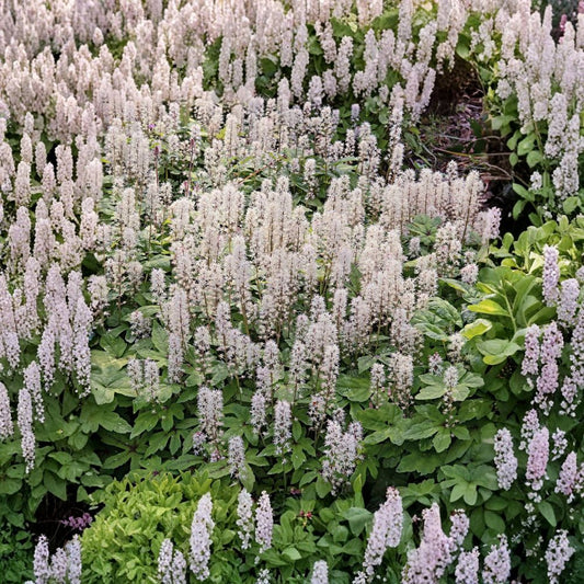 Foam Flower Live Bare Roots – 10 Tiarella cordifolia Plants | Shade Loving Perennial | Woodland Ground Cover | Easy to Grow