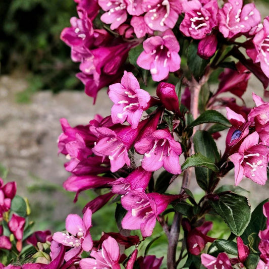 Weigela First Editions Shining Sensation Live Plant | Quart Nursery Pot | Burgundy Foliage Shrub | Bright Pink Blooms | Hardy Landscape Plant