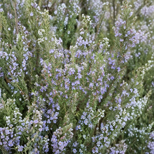 Tuscan Blue Rosemary – Rosmarinus officinalis Live Organic Herb Plant | 3 Inch Pot | Well Rooted Starter | Aromatic Culinary Herb | Drought Tolerant