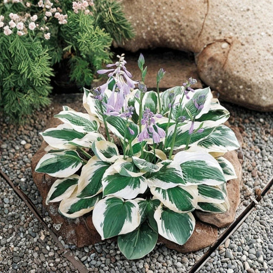 Patriot Hosta Bare Root Plant – 1 Live Hosta | Shade Loving Perennial | White & Green Foliage Garden Plant