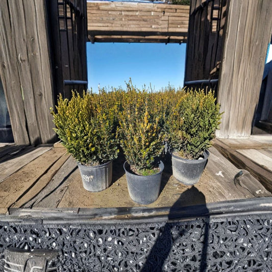 Wintergreen Boxwood – Buxus microphylla Live Shrub | 3 Gallon Plant | Evergreen Hedge | Cold Hardy Landscape Shrub | Easy Care Garden Favorite