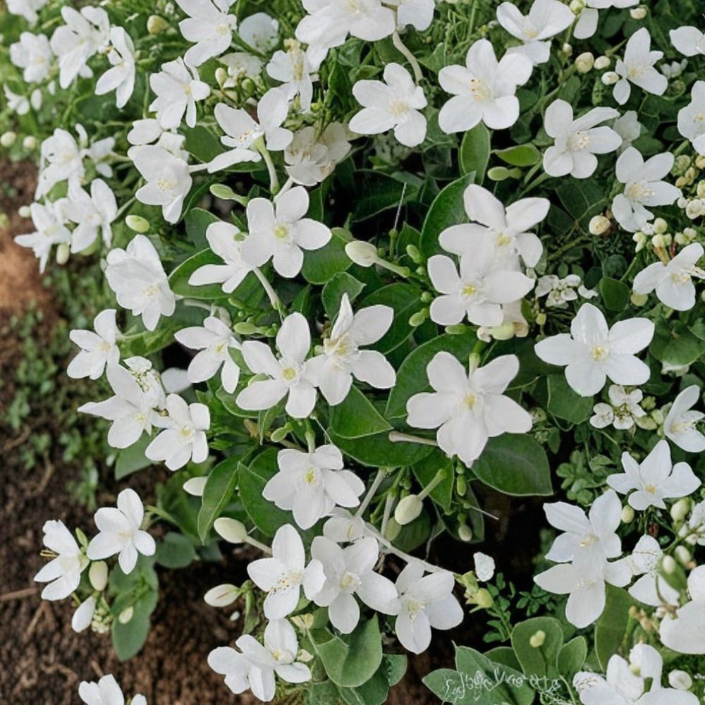 Asian Snow Jasmine – Wrightia antidysenterica Live Starter Plant | 2–8 Inch Rooted Plant in Pot | Fragrant White Bloom Tropical Houseplant