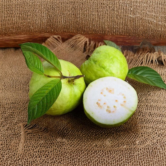 Mexican White Guava Live Plant – Psidium guajava | 4 Inch Pot | Sweet Tropical Fruit Tree | Well-Rooted Starter | Patio & Garden Friendly
