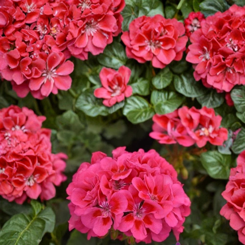 Presto Pink Geranium Seeds – Pelargonium x hortorum Flower Seeds | 25+ Seeds Included | Vibrant Pink Garden Blooms | Container & Flower Bed Friendly | Easy to Grow