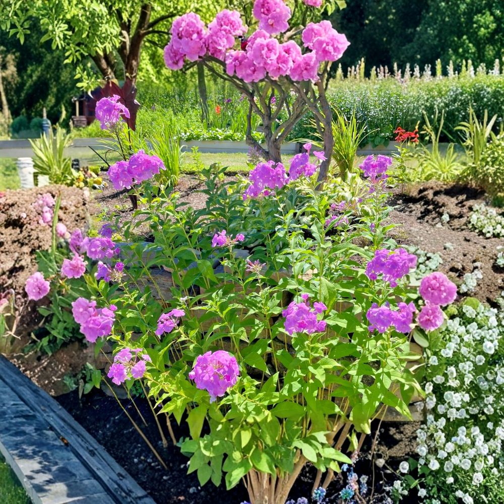 Pink Garden Phlox – Phlox paniculata Live Bare Root Plants | Set of 3 | Fragrant Perennial | Summer Flowering Garden Plant