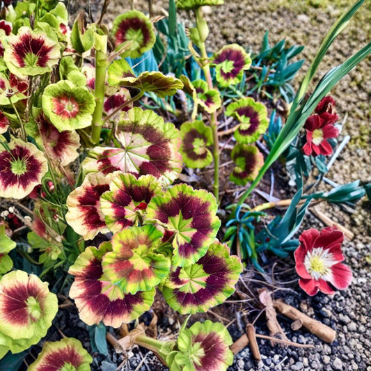 Rare Variegated Zonal Geranium – Pelargonium Live Cutting | 6+ Inch Fresh Starter | Vivid Red Blooms | Variegated Foliage