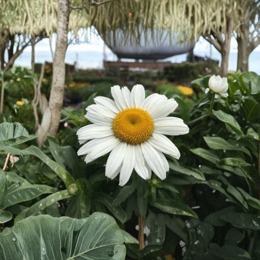 Montauk Daisy Live Plant | White Flowering Perennial | 4 Inch Starter Plant | Fall Blooming Garden Flower | Ships Without Pot