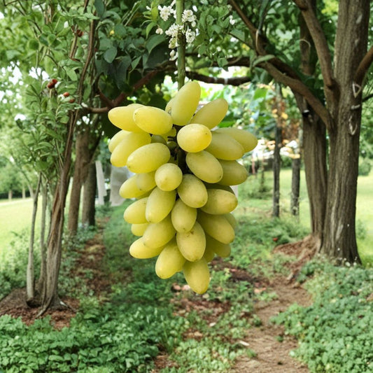 Gold Finger Grape Vine – Live Plant | Japanese Premium Table Grape | Sweet Golden Elongated Berries | High Brix Luxury Fruit | Backyard Vineyard