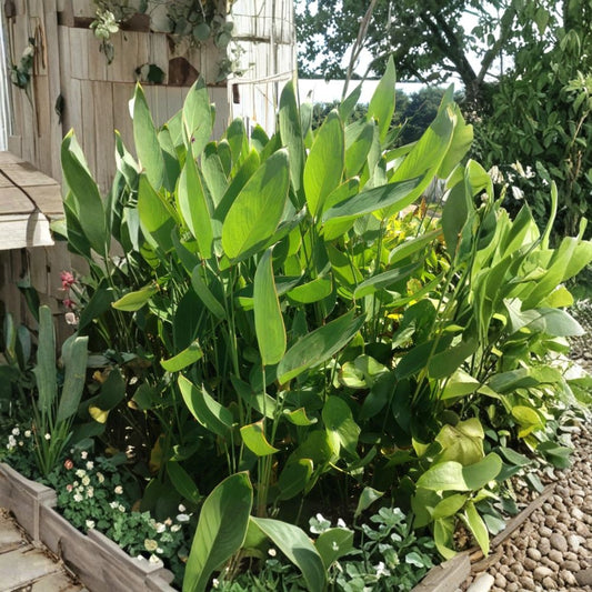 Cold Hardy Thalia Dealbata Live Aquatic Plant | Fully Rooted | 15–29 Inches Tall | Water Garden & Bog Plant | Buy 2 Get 1 Free