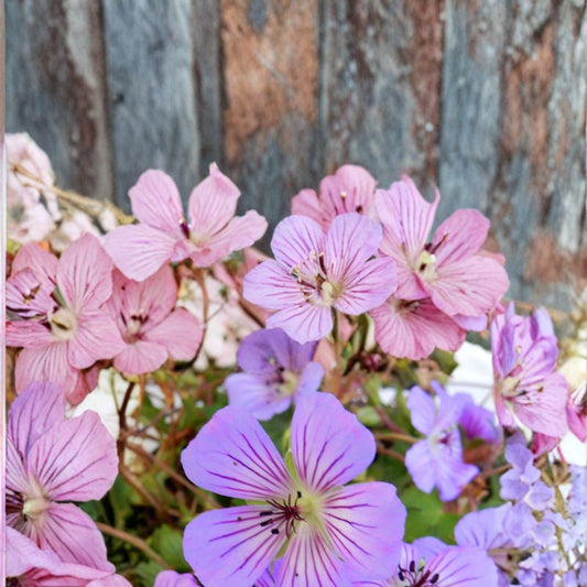 Magical Joy Geranium Seeds – 25+ Premium Flower Seeds | Vibrant Garden Blooms | Patio & Balcony Friendly | Easy to Grow