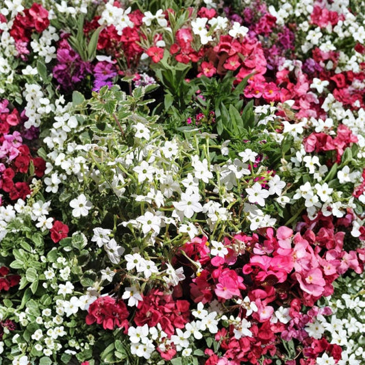 Nicotiana Alata Seeds 500 – White Jasmine Flowering Tobacco | Fragrant Night Blooming Flowers | Non GMO Ornamental Garden Seeds