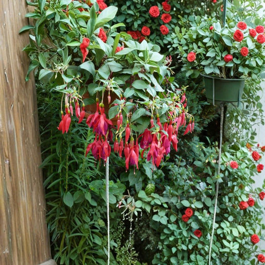 Red Spider Fuchsia Live Plant – Fuchsia Hybrid | 6 Inch Pot | Vibrant Red Flowers | Cascading Ornamental Plant | Patio & Hanging Basket